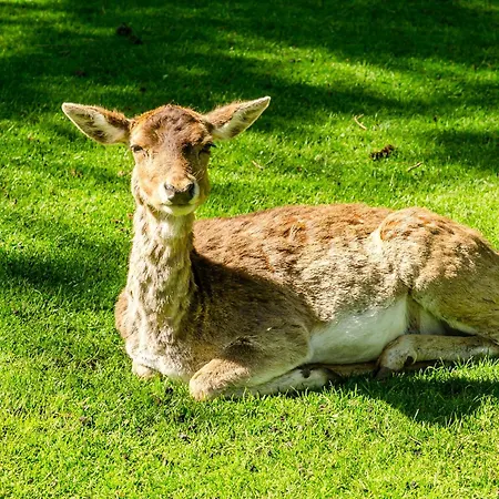 Il Rifugio Del Cuore *