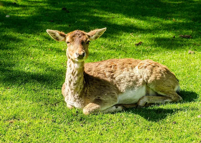 Il Rifugio Del Cuore *